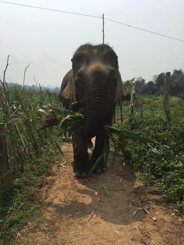 36688557_10156640540239114_8788490131230162944_n (1).jpg