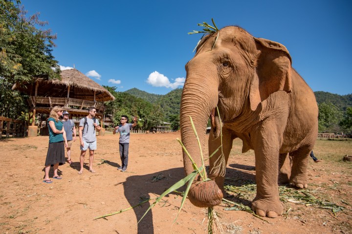TravMedia_Australia_1297896_intrepid-elephant-nature-park-chiang-mai-4159